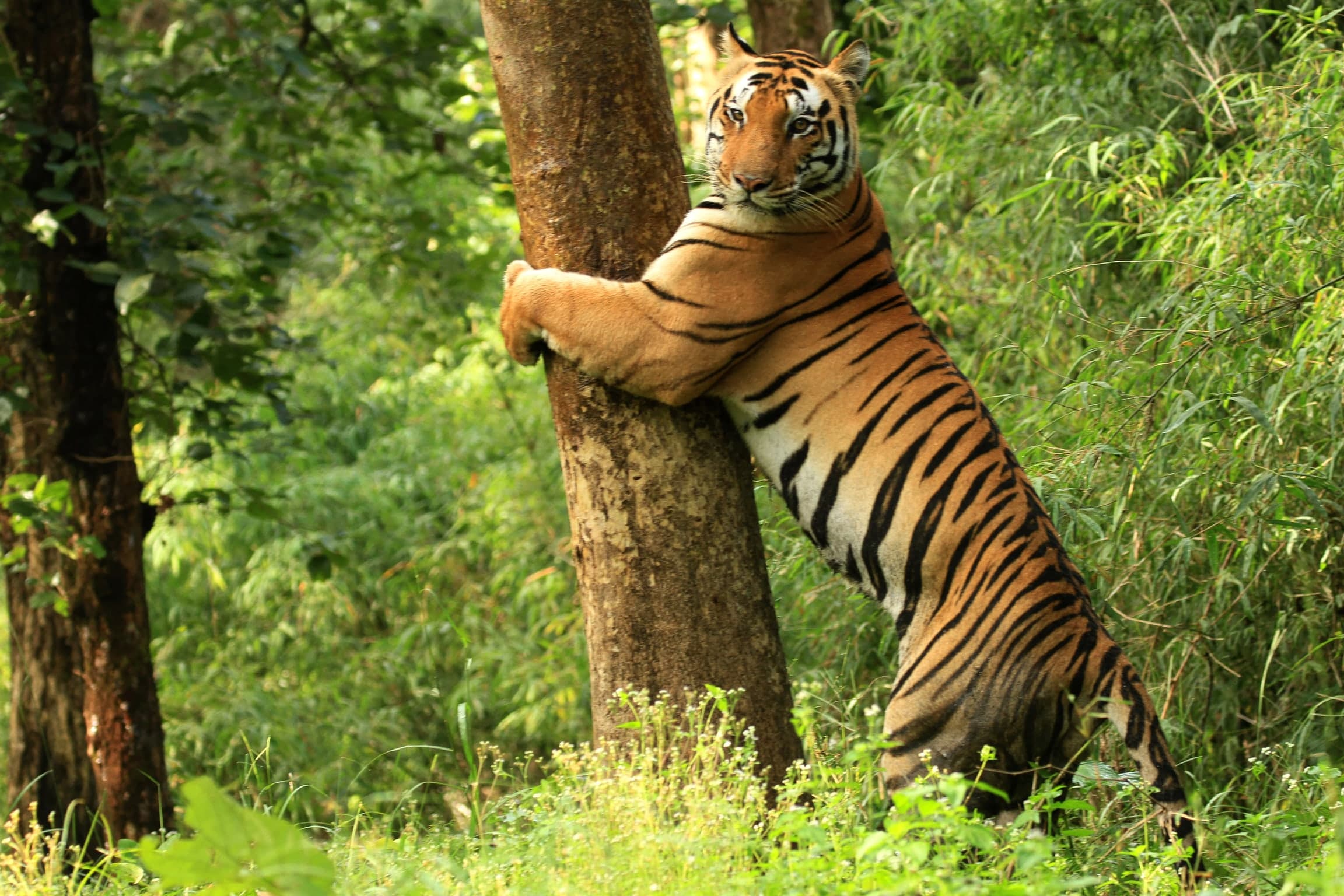 A tiger in Kanha National Park